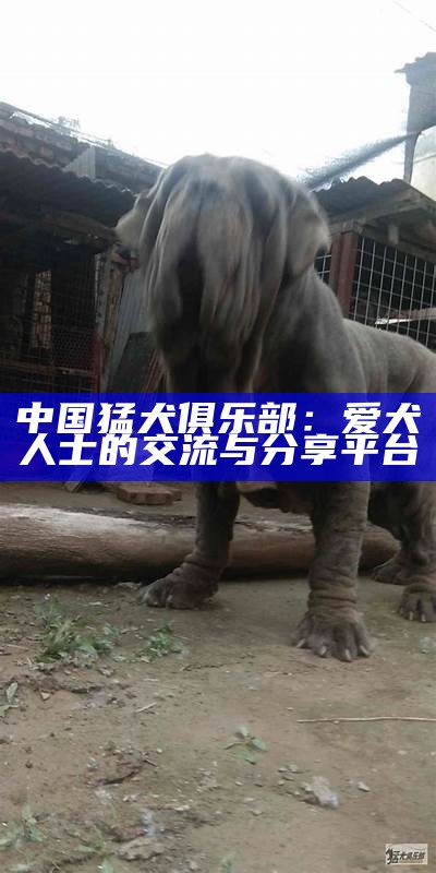 中国猛犬俱乐部：爱犬人士的交流与分享平台