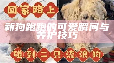 新狗跑跑的可爱瞬间与养护技巧